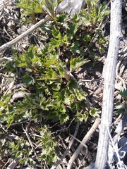 Urtica dioica