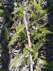 Achillea millefolium