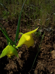 Calochortus pulchellus