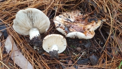 Tricholoma pessundatum