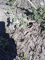Artemisia absinthium