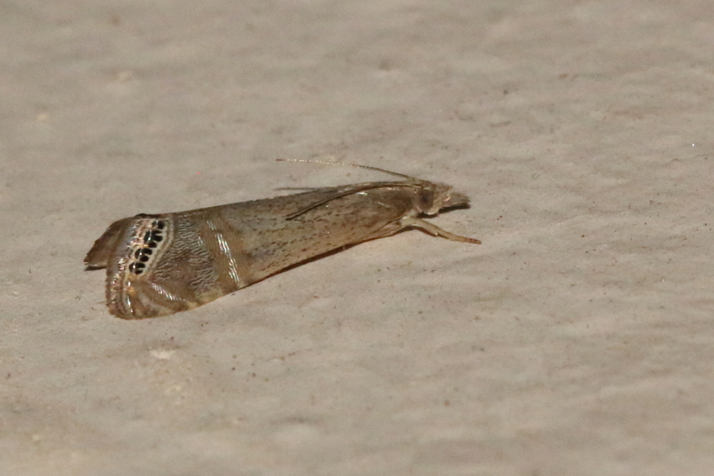 Euchromius gnathosellus