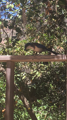 Aphelocoma insularis