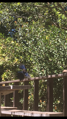 Aphelocoma insularis