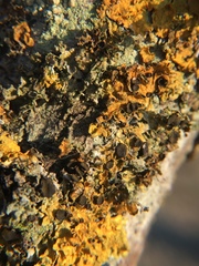 Xanthoriicola physciae