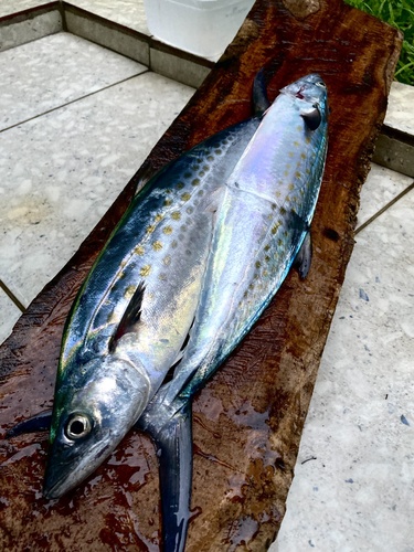 Serra Spanish mackerel (Scomberomorus brasiliensis) — Scombridae — 4
