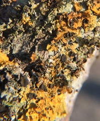 Xanthoriicola physciae