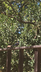 Aphelocoma insularis