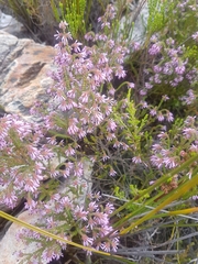 Erica globiceps consors