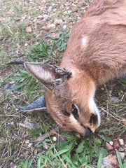Caracal caracal caracal