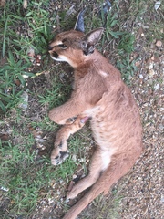 Caracal caracal caracal