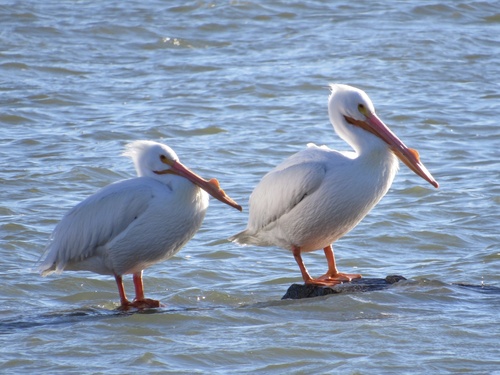 American White Pelican photographed in Oklahoma