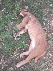 Caracal caracal caracal