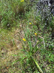 Calochortus pulchellus