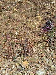 Streptanthus glandulosus glandulosus