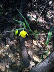 Calochortus pulchellus
