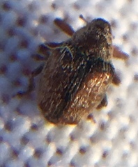 Coeliodes