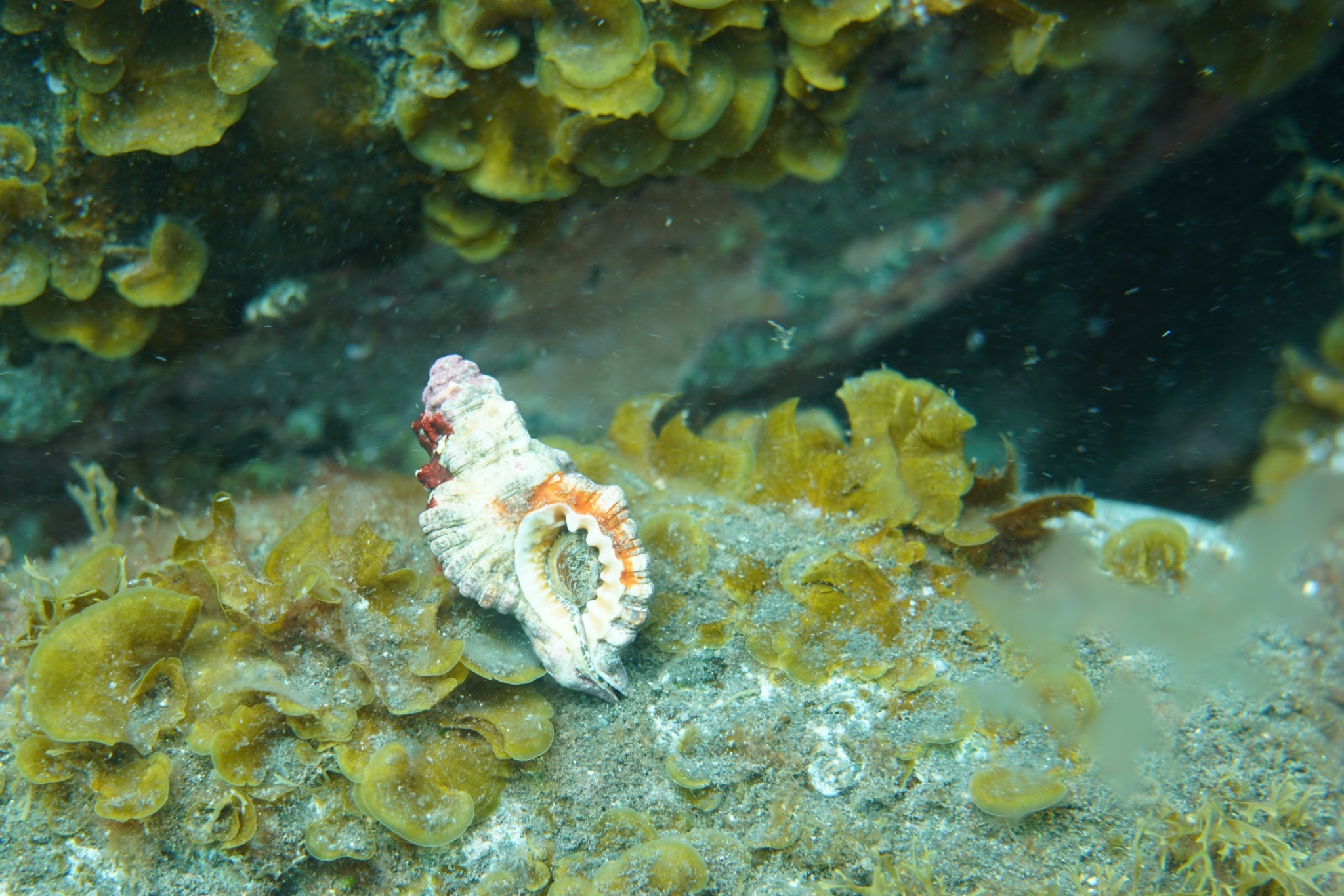 Monoplex nicobaricus