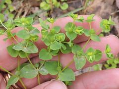 Euphorbia spathulata