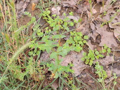 Euphorbia spathulata