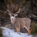 Mule Deer - Photo (c) Charles (Chuck) Peterson, some rights reserved (CC BY-NC-ND)
