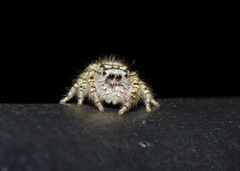 Phidippus mystaceus