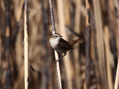 Acrocephalus melanopogon