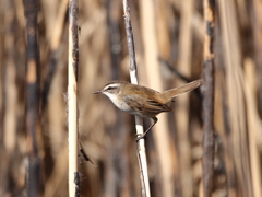 Acrocephalus melanopogon