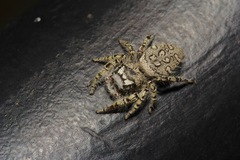 Phidippus mystaceus