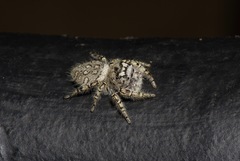 Phidippus mystaceus