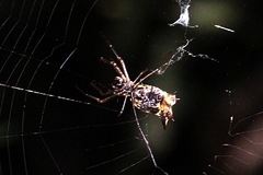 Micrathena nigrichelis