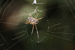 Micrathena nigrichelis