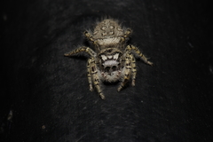 Phidippus mystaceus