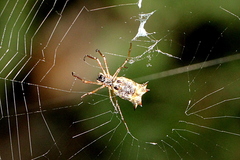 Micrathena nigrichelis