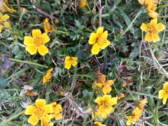 Bidens anthemoides