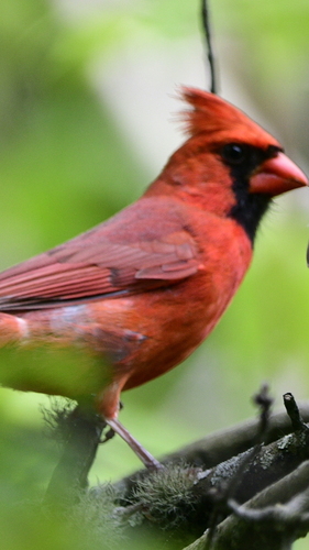 Northern Cardinal photographed in Rhode Island