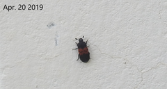 Dermestes vorax