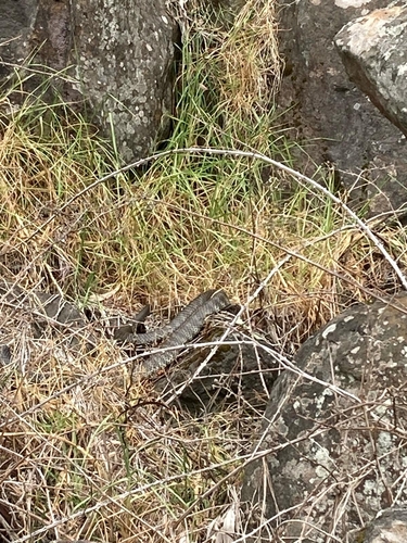 Tiger Snake sighting