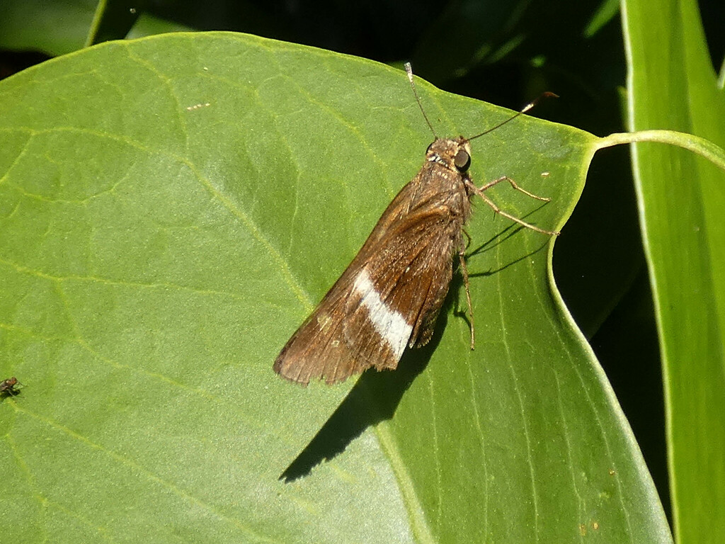 Caniola Skipper