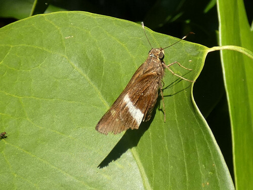Caniola Skipper