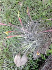 Tillandsia schiedeana