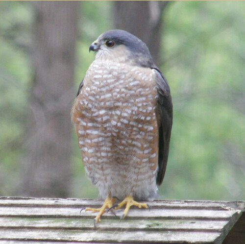 Sharp-shinned Hawk photographed in Georgia