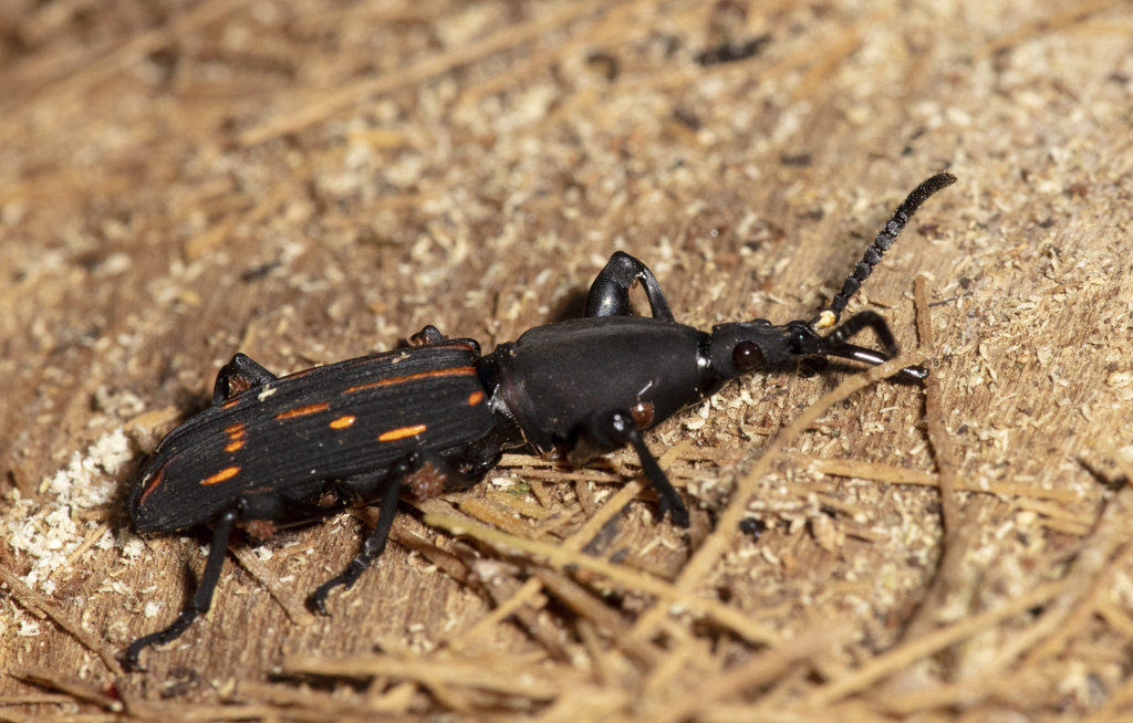 Estenorhinus funebris