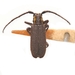 Eupogonius subarmatus - Photo no hay derechos reservados, subido por University of Delaware Insect Research Collection
