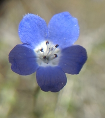 Nemophila pulchella