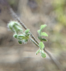 Nemophila pulchella