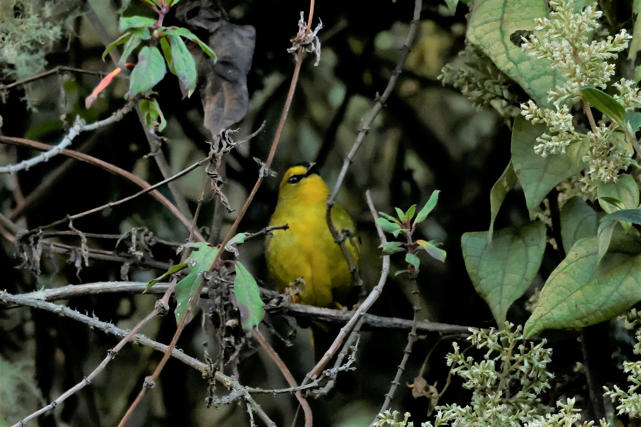 Citrine Warbler (Myiothlypis luteoviridis), photo 2