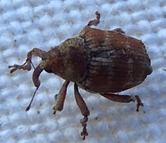 Coeliodes