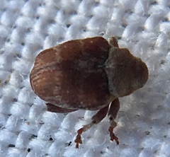 Coeliodes