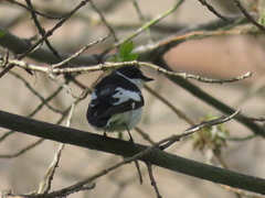 Ficedula semitorquata